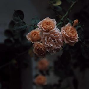 动漫男人玩弄美女的奶头
